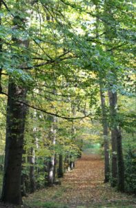 allee_automne