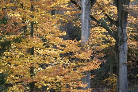 hiversIautomne5