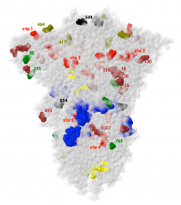 SARS CoV-2 spike glycoprotein